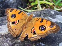 �^�e�n���h�L