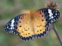 �c�}�O���q���E����