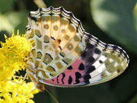 �c�}�O���q���E����