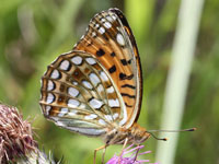 �E���M���q���E����