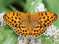 �E���M���X�W�q���E����