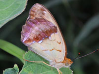 �E���M���X�W�q���E����