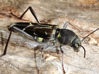 �E�X�C���g���J�~�L��