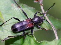 ���R���}�g���J�~�L��