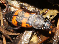 �V�f���V�}��