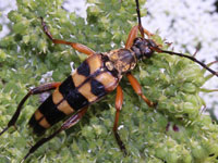 �J�~�L�����V�}�Ӂ@�n�i�J�~�L�����ȑ�